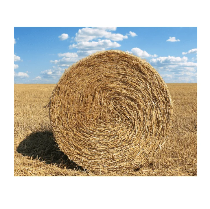 High Quality Pakistani Moisture Controlled Chick Peas Hay Animal Feed in Hay Shape 19-20kg Bales