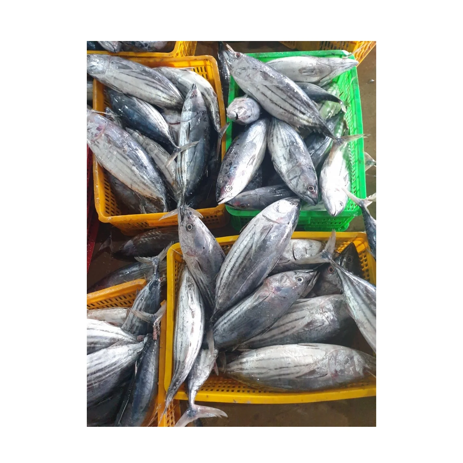 Factory Direct Hot Sale Good QualityWholesale Tuna Skipjack High Quality Sea Frozen Fish & Low Price from Indonesia