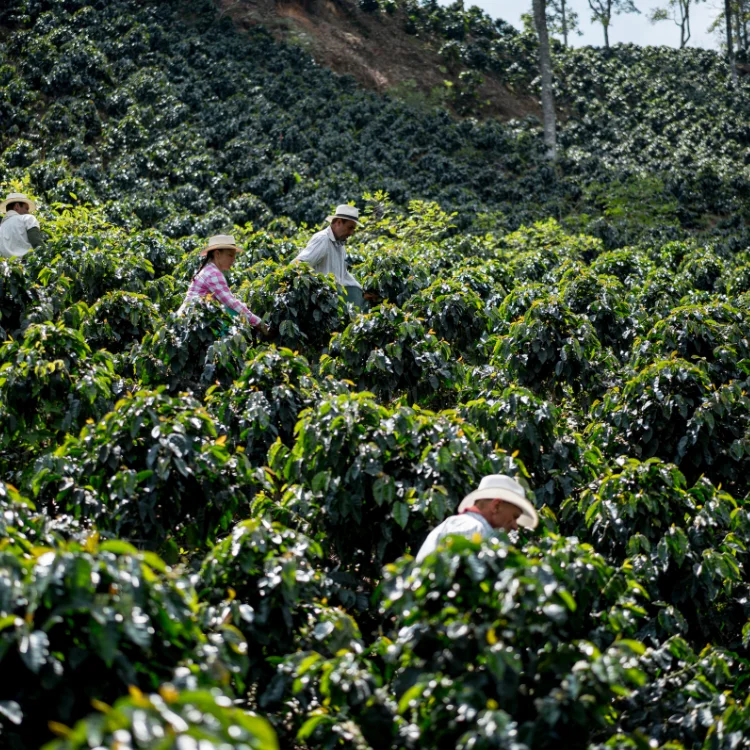 Coffee Beans High Quality First Grade Robusta Green Size 18 Premium Quality 60 Kg COMMON Cultivation with 24 Months Shelf Life