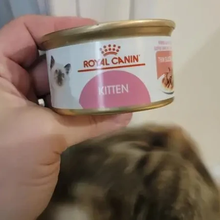 Королевский канин оптовая продажа 20 кг упаковка сухой корм для собак | Дешевый кошек