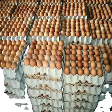 Broiler hatching eggs Ross 308 and Cobb 500 and Chicken Table Eggs fresh