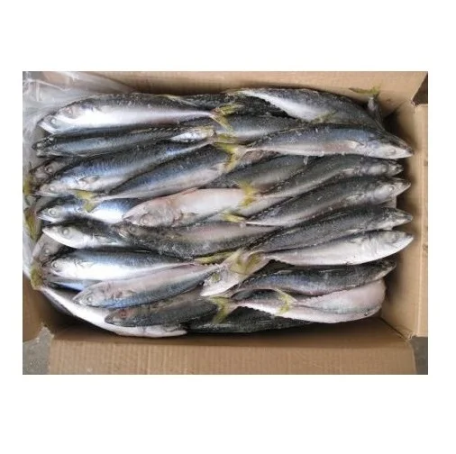 Organic IQF Pacific Seafood Frozen Mackerel Fish Whole Horse Mackerel Bulk Packaging Water Preservation