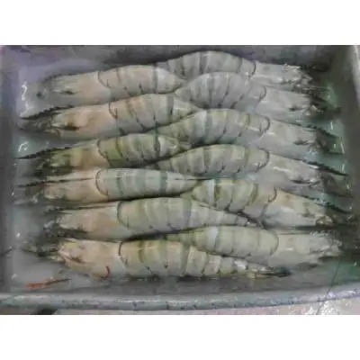 High Quality Frozen Shrimp /Frozen Natural Black Tiger Shrimp / Vannamei shrimps Seafood