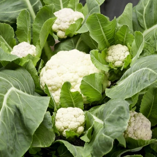 Многоцветная цветная капуста для продажи