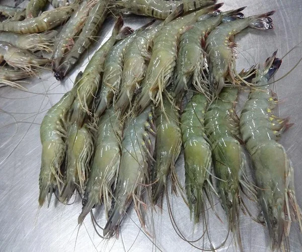 HOSO, HLSO, PD Fresh Frozen Vannamei Shrimps and White Shrimps from Vietnam