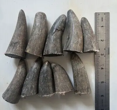 good quality customized For Sale In Bulk Buffalo Horn And Horn Tips/OX Natural Quality OX and Buffalo Horn Tip for sale at price