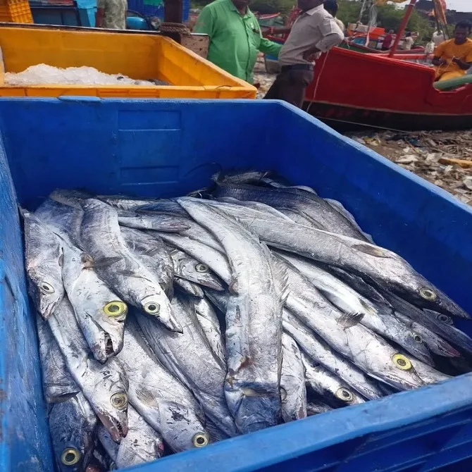 Frozen Ribbon fish from Morocco - Seafood export & import company