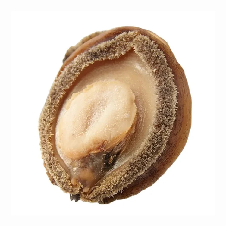 Hot-selling Nutritious Fresh Live Shellfish Dried Abalone Seafood Whole Frozen/canned for Sale