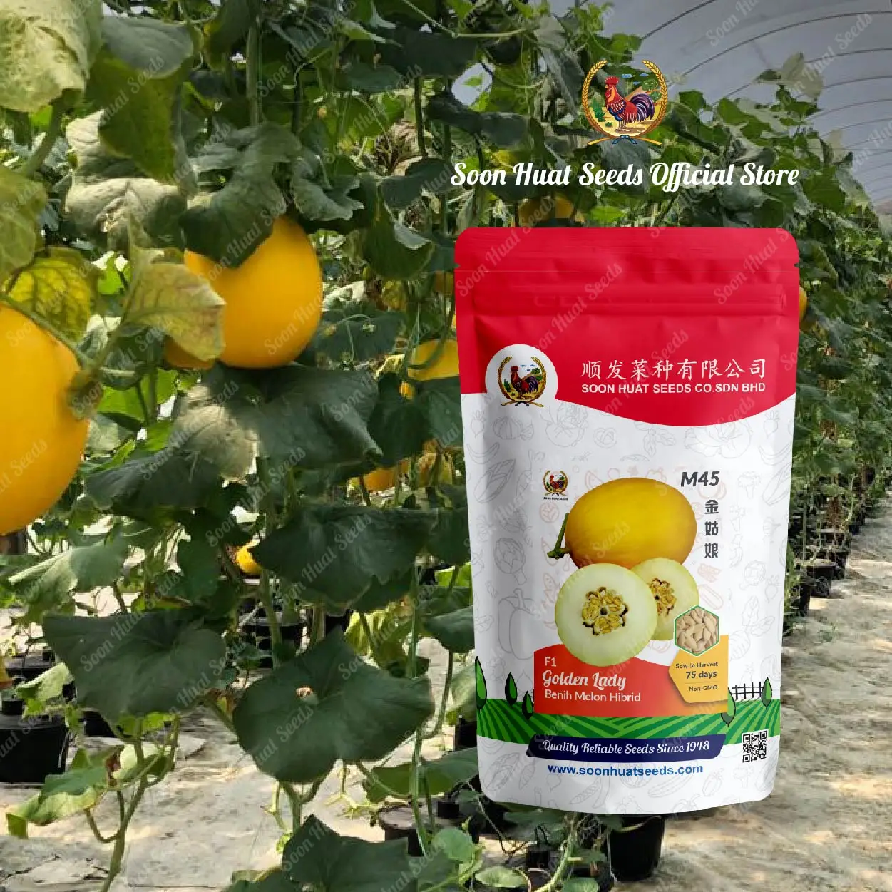 Factory Price Premium Quality Good Grade Fresh Fruits Golden Lady Melon Organics Freshness and High Sweet Malaysia Manufacturing