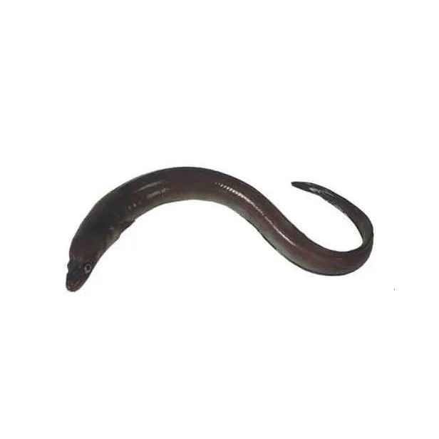 Factory Good Quality Export Oriented Fresh Live Eel Fish Wholesale in Cheap Price Live Eels Conger Eel AD Bangladesh Life Eat