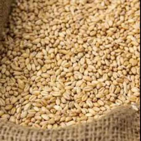 Barley Grains Premium Barley Seeds/Animal feed barley/bulk barley grains Ready For Export!!