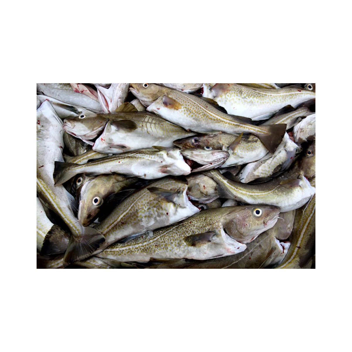 Pure Quality Fresh Atlantic cod Fish / Fillets Supplier Bulk Online Sale