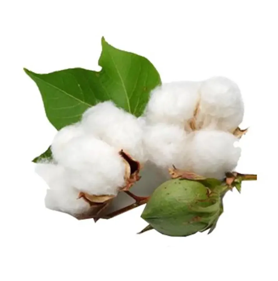 Wholesale Raw Cotton / raw cotton processing machine / raw cloth cotton fabric