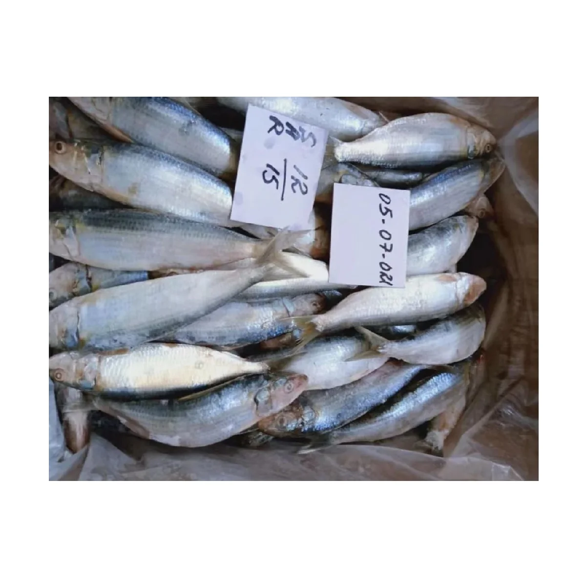 Sardine Fish Frozen Frozen Sardines Manufactures BQF Whole Round Sardine Fish