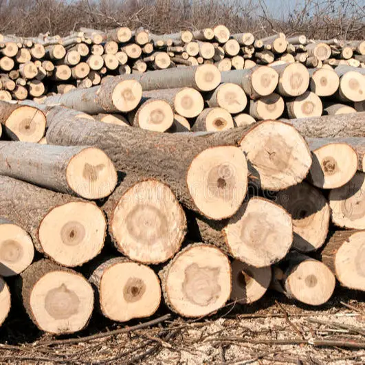 Awesome Top Quality Pine Logs teak logs factory whole sale price