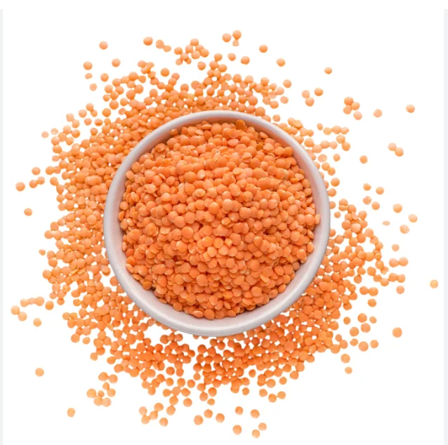 TOP QUALITY LENTIL BEANS FOR WHOLESALE PRICE FOR SALE