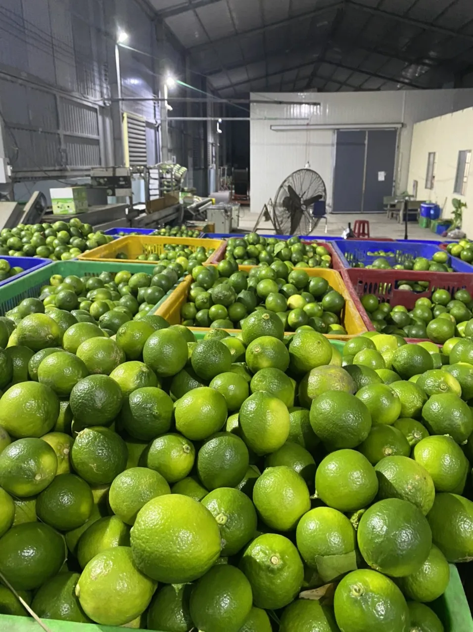 Feature vitamin C wholesale origin green shape price fresh citrus fruit Fresh Seedless Lime Lifefoods from Vietnam