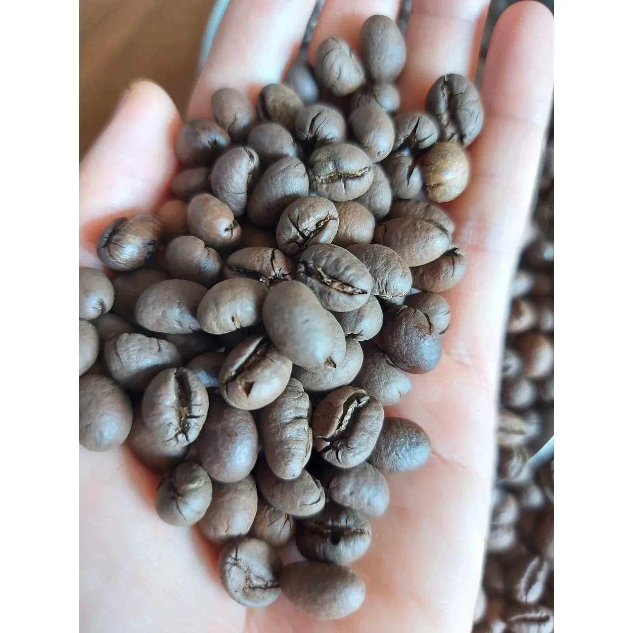 Wholesale Trading Culi S18 Roasted Carpentry Coffee Beans Order Roast High Quality