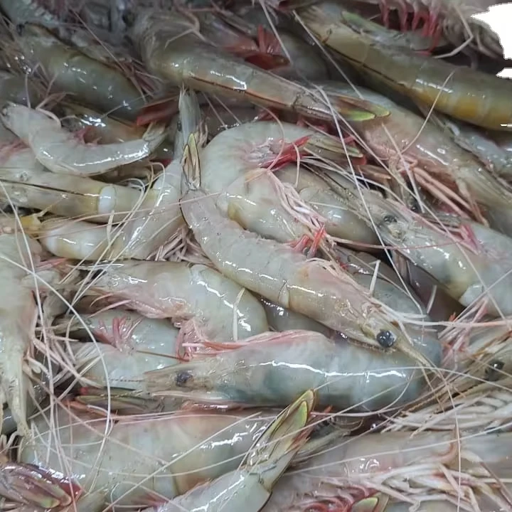 FROZEN HEAD ON SEA WHITE SHRIMPS G-I (PENAEUS INDICUS)