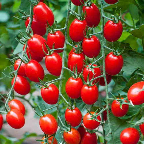 Cheap Prices Color Of Red Tomato Vegetable Form India