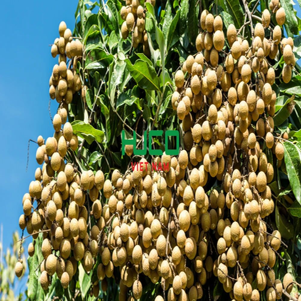 VIETNAM LONGAN FRUIT ON SALES - Fresh Longan at low price