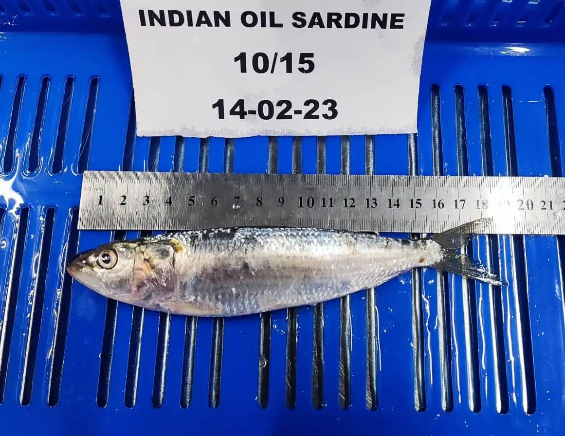 FROZEN WHOLE ROUND SARDINE FISH GOOD QUALITY TOP SELLING FISH WITH 24 MONTHS SHELF LIFE FROM OMAN