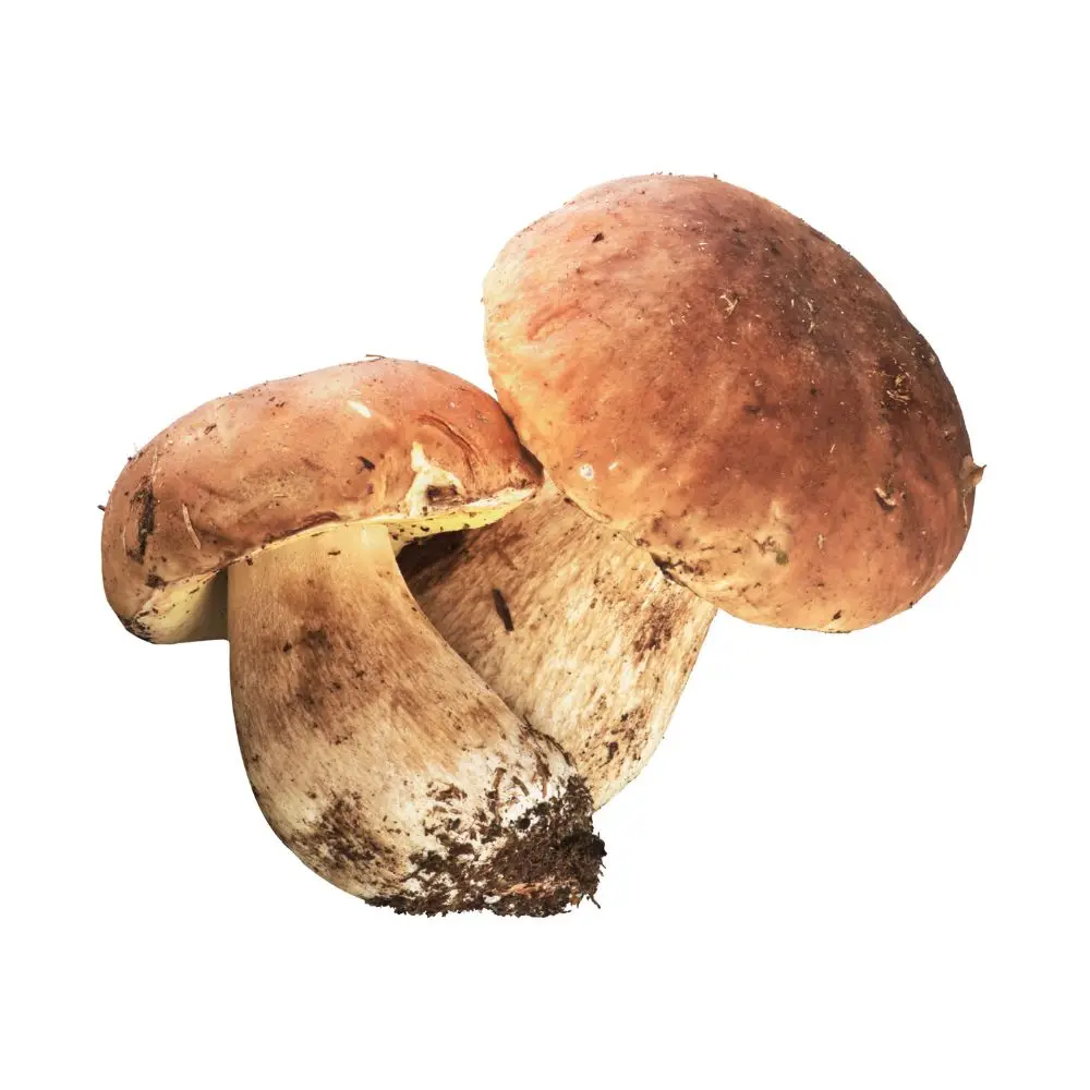 Турецкий дикий гриб Porcini Boletus турецкий высокое качество вкусные турецкие оригинальные Дикие
