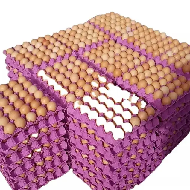 Hot Sale Chicken Eggs Ostrich Eggs, Chicken Eggs, Turkey Eggs Fresh Table Eggs Brown And White Farm F