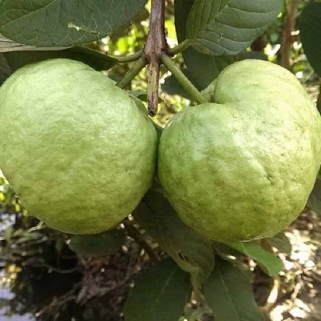 GUAVA Max Bag Green White Light Sweet Style Packing Pear Pcs Color Weight Skin Natural ORIGIN Type Shape FLESH Quality Size Oval