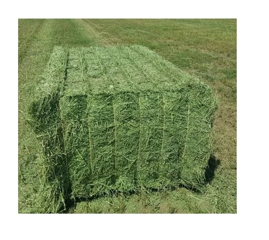 High Quality Green Alfalfa Hay/Timothy Alfafa Hay/ Cheap Alfafa Hay for Animal Feeding Stuff