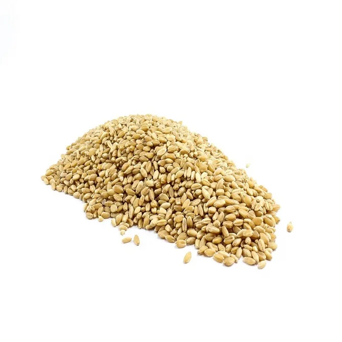 Organic Hard Red Spring Wheat | Milling Wheat Grain Bulk
