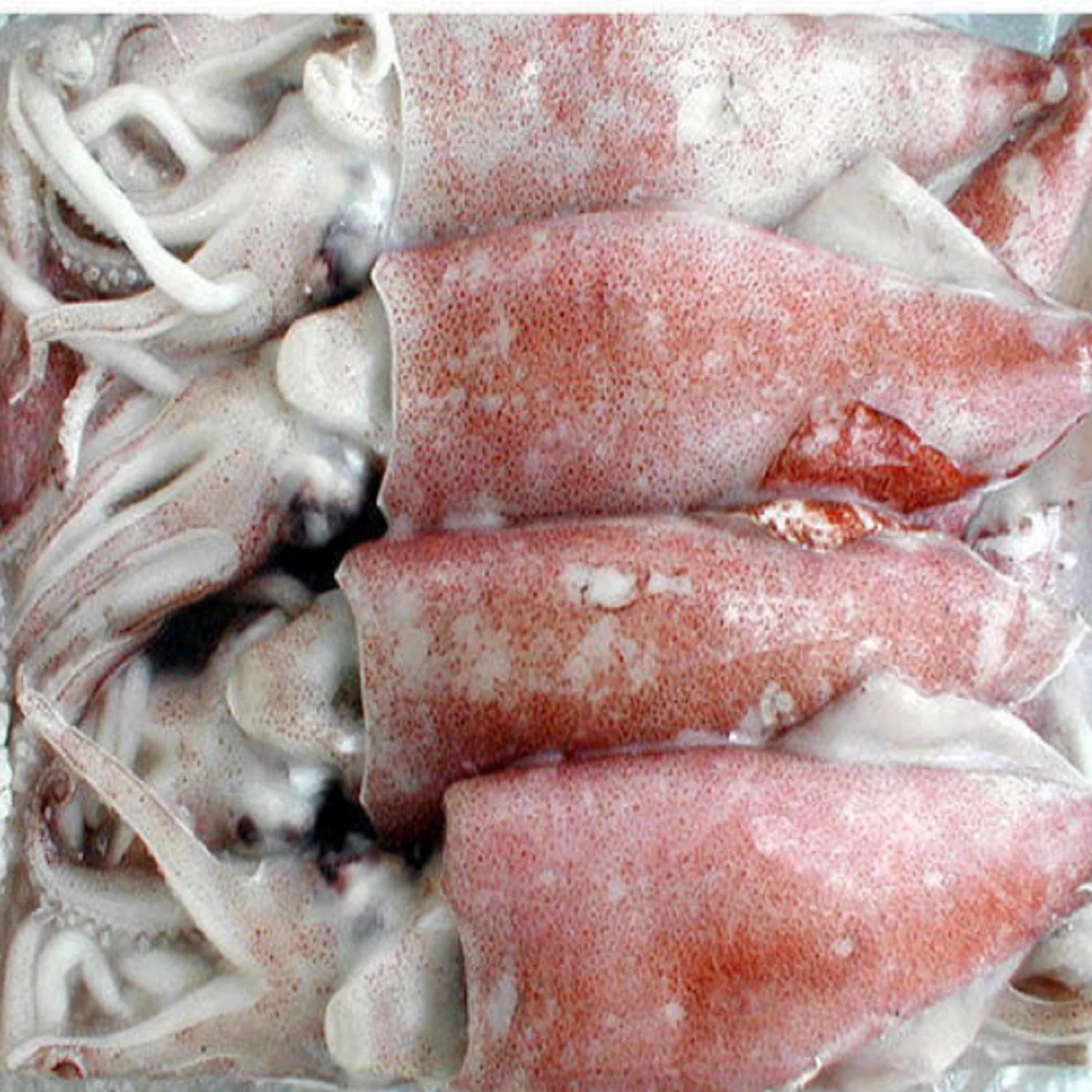 fresh frozen squid competitive price low fat arrow wholesale frozen giant squid wings