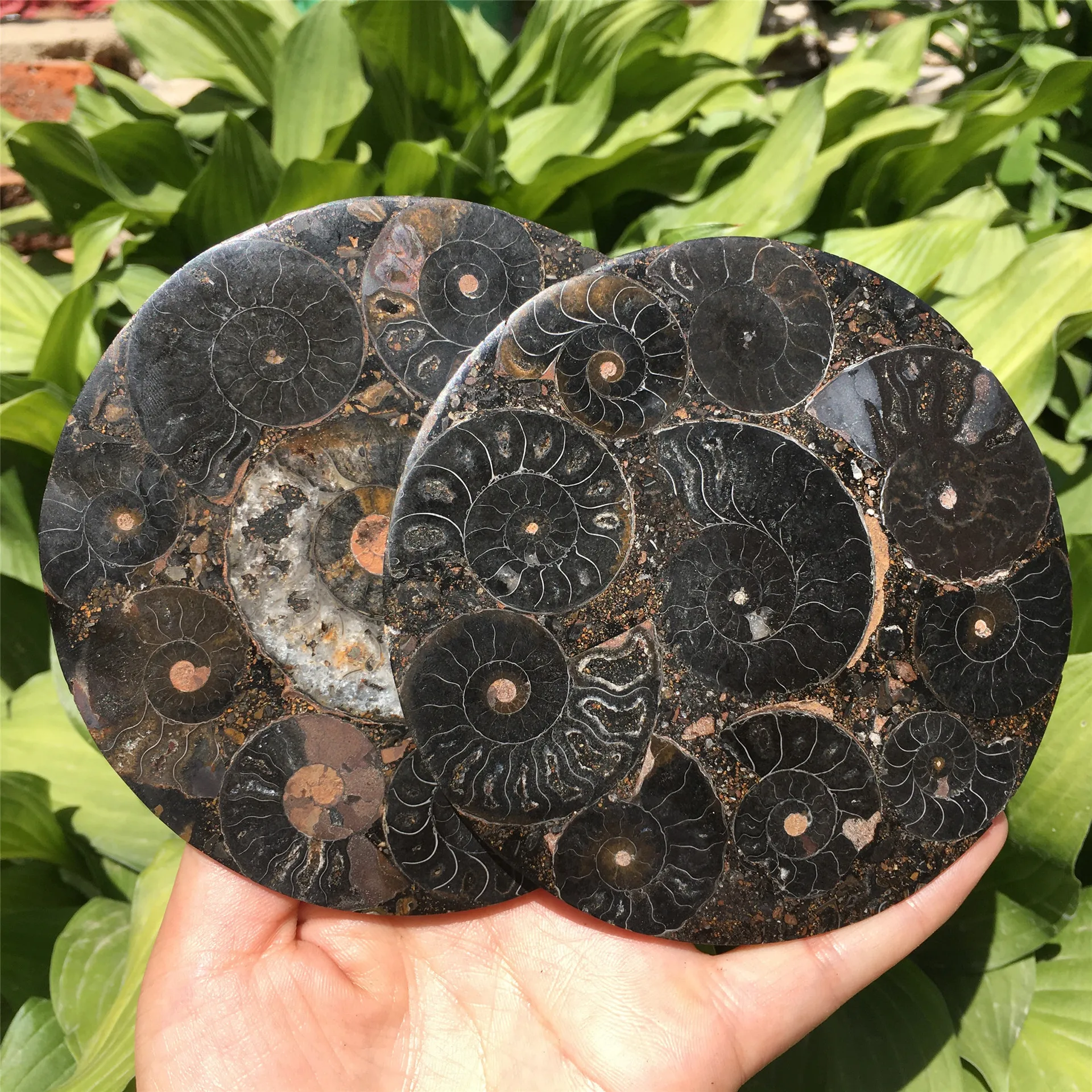 Ammonites biological fossils 11CM spiral disk collection decoration
