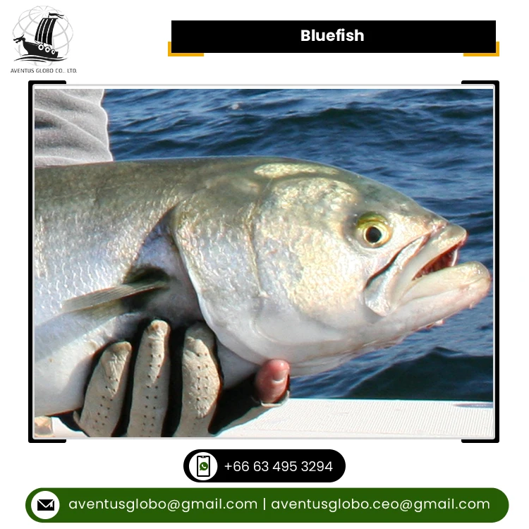 Best Exporter Supply Highest Quality Cook & Eat Cold Storage Bluefish Seafood at Best Market Price