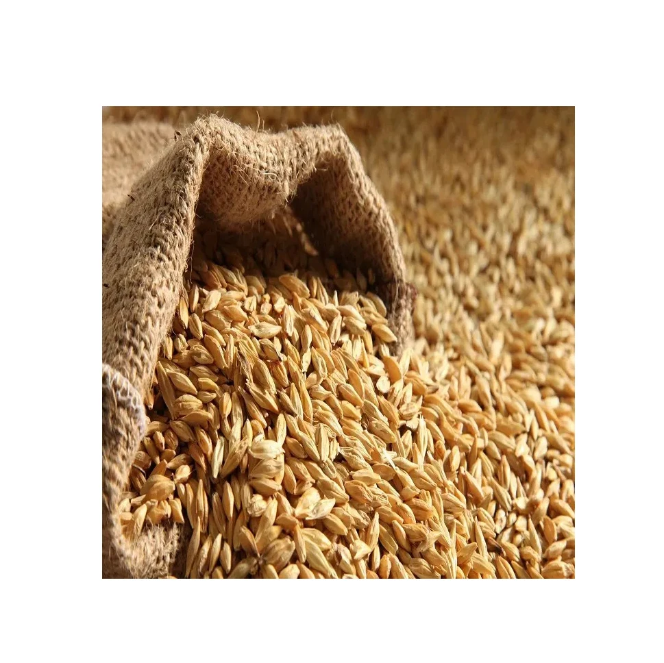 Bulk Malted Barley, Barley Grain Ready For Export