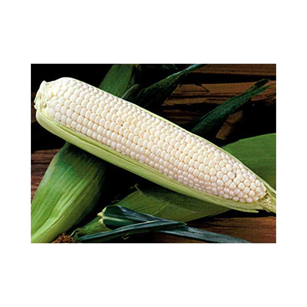 Top Selling White Maize Corn Yellow Maize Export Quality Stock Available For Sale