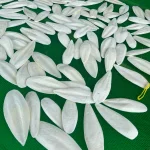 HACCP ISO STANDARD in BIRD FOOD for VIETNAM WASHED CUTTLE FISH BONE/Size 5-25 Cm/VDELTA/Ms. Thao (+84)