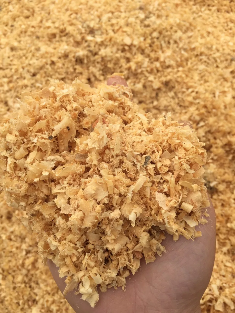 HOT SALE!!! WOOD SHAVING FOR BEDDING/MAKING PAPER WITH COMPETITIVE PRICE FOR WHOLESALE HIGH QUALITY FOR EXPORT FROM VIETNAM 2023