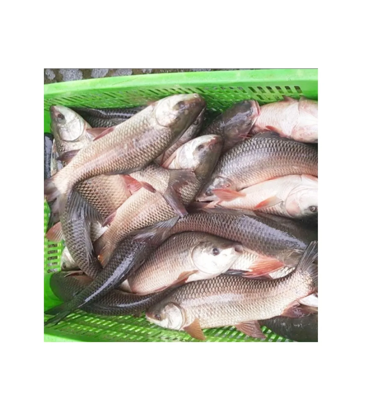 Competitive Price Seafood 1-2.5kg kg Per Piece  Delicious Natural High Quality OEM Service Frozen Rohu Fish