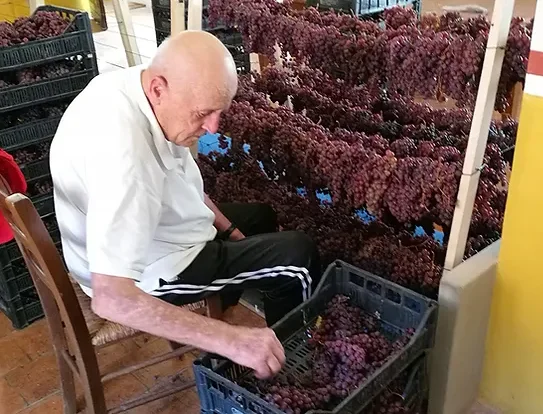 SUPERIOR Italian quality Villa Oppi Cabernet Sauvignon for export