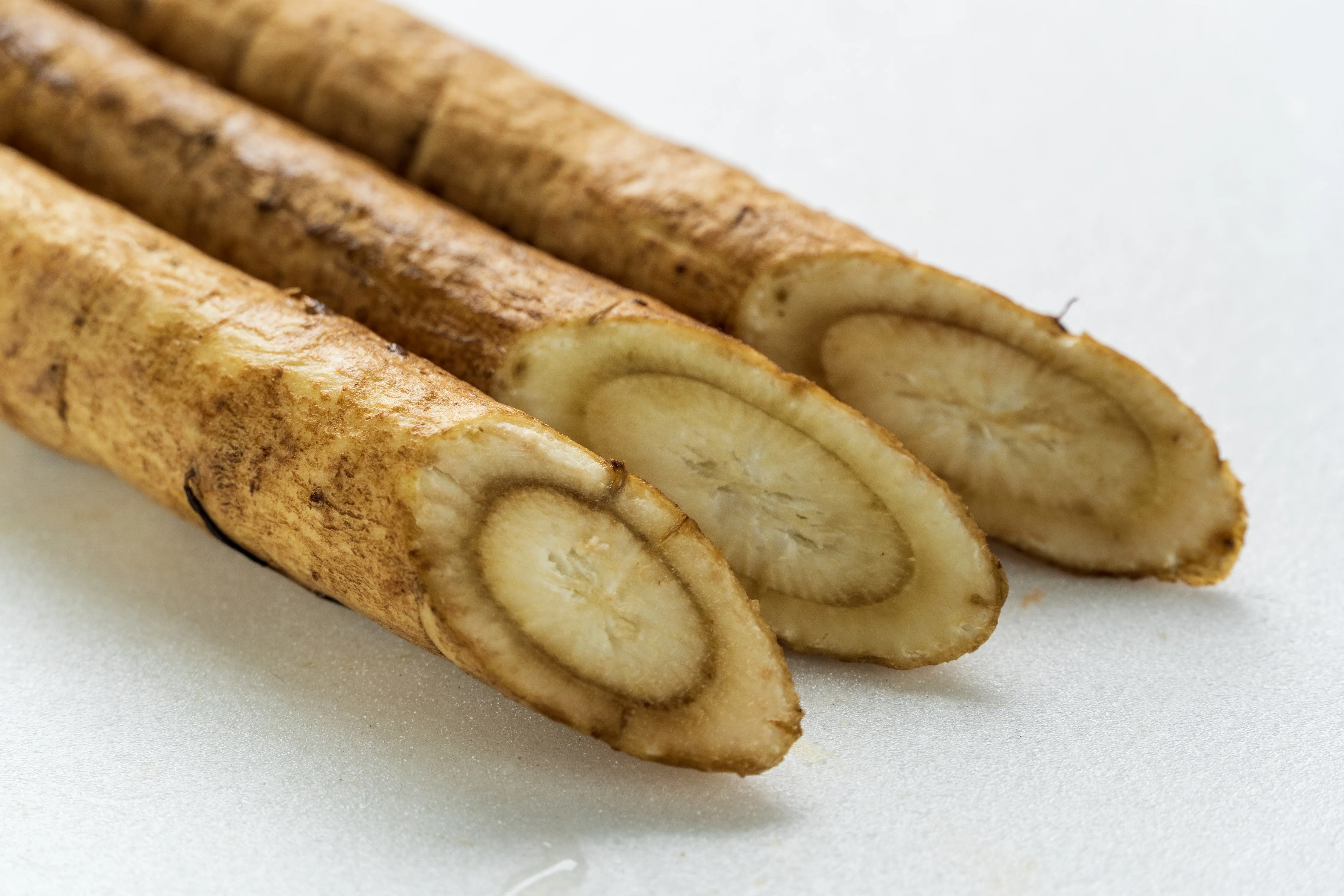 Japanese tea Popular flavor burdock tea for wholesale