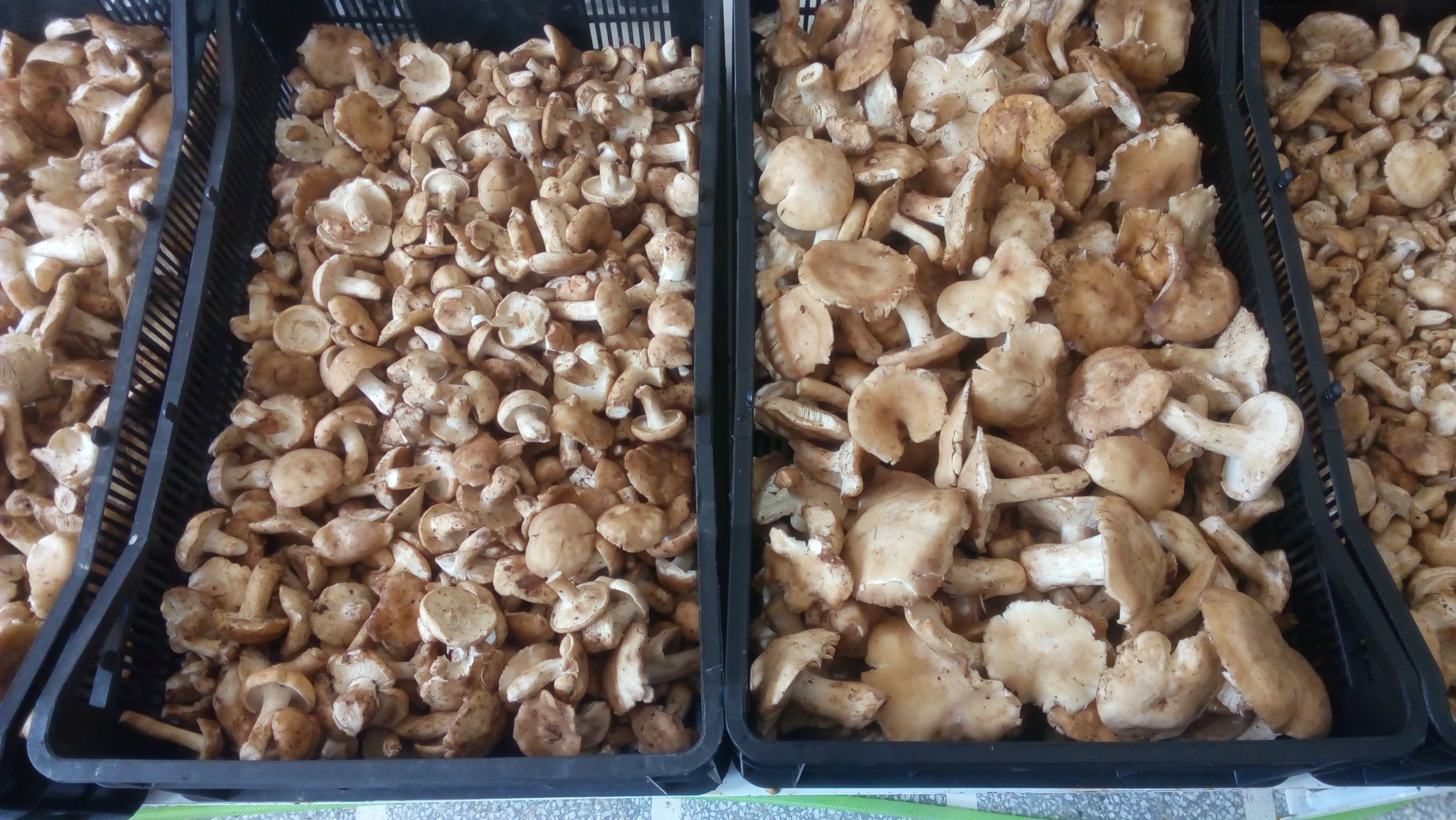 Calocybe gambosa (Saint George mushroom) - large size. Wild Growing Healthy food from the Bulgarian forest.