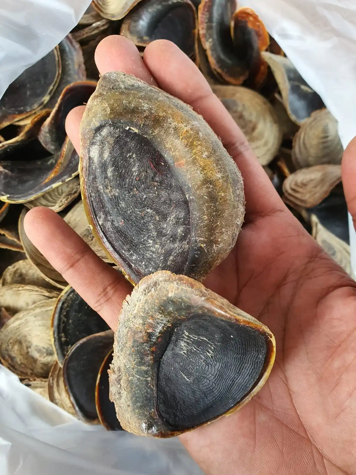 Natural Murex Operculum Seashells / Gastropods Operculum shells Natural