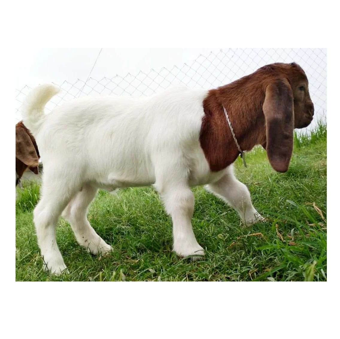 High Quality Cheap Wholesale Price Alive Boer Goats For sale