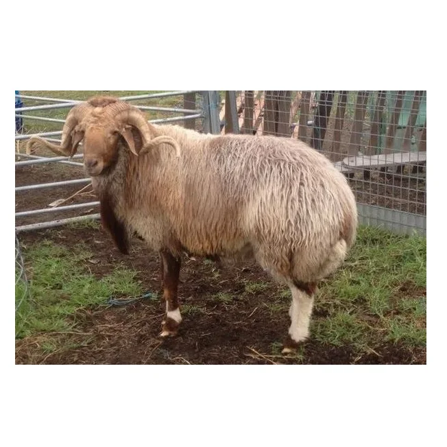 WHOLESALE FAT TAIL AWASSI SHEEP LOW PRICE BIG SIZE AWASSI SHEEP AND GOATS