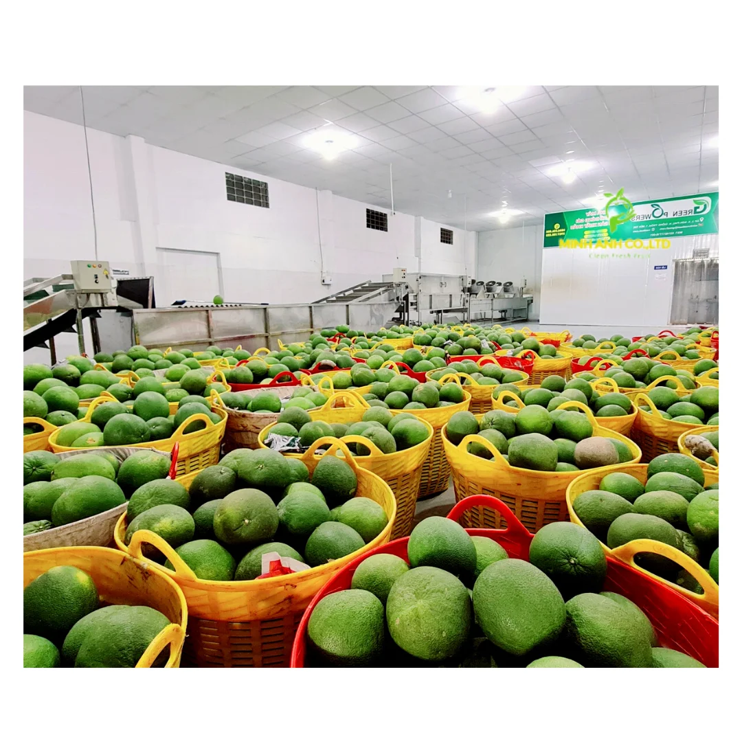 New product 2023 Fresh Sweet Red Globe Grapes Vietnam Premium Style Storage Food Organic Package Weight Origin Type Quality Size