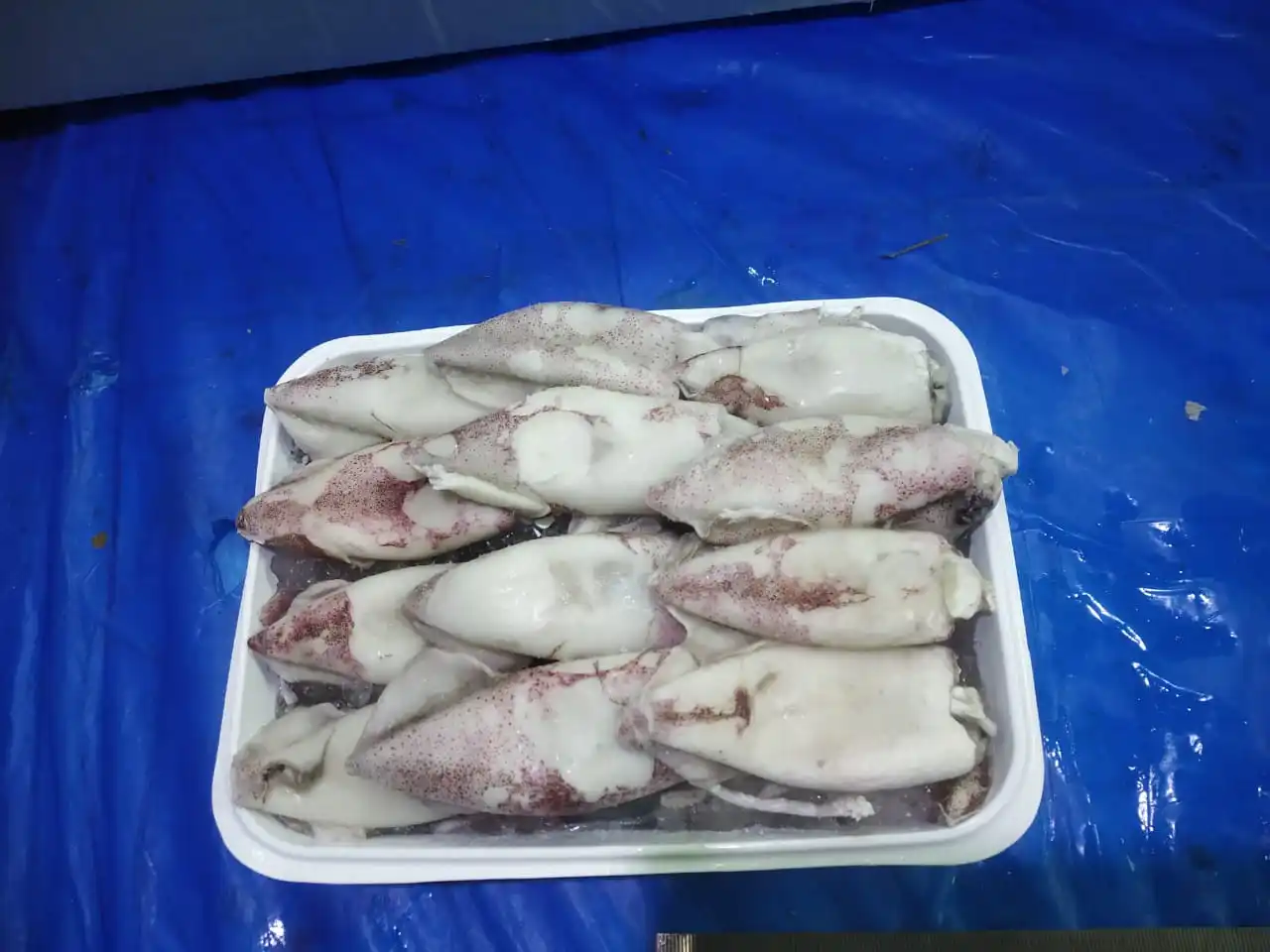 SQUID WHOLE TRAY PACK