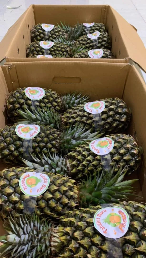 Reasonable Price Excellent Quality Mexico Non GMO Farm Golden MD2 Pineapple