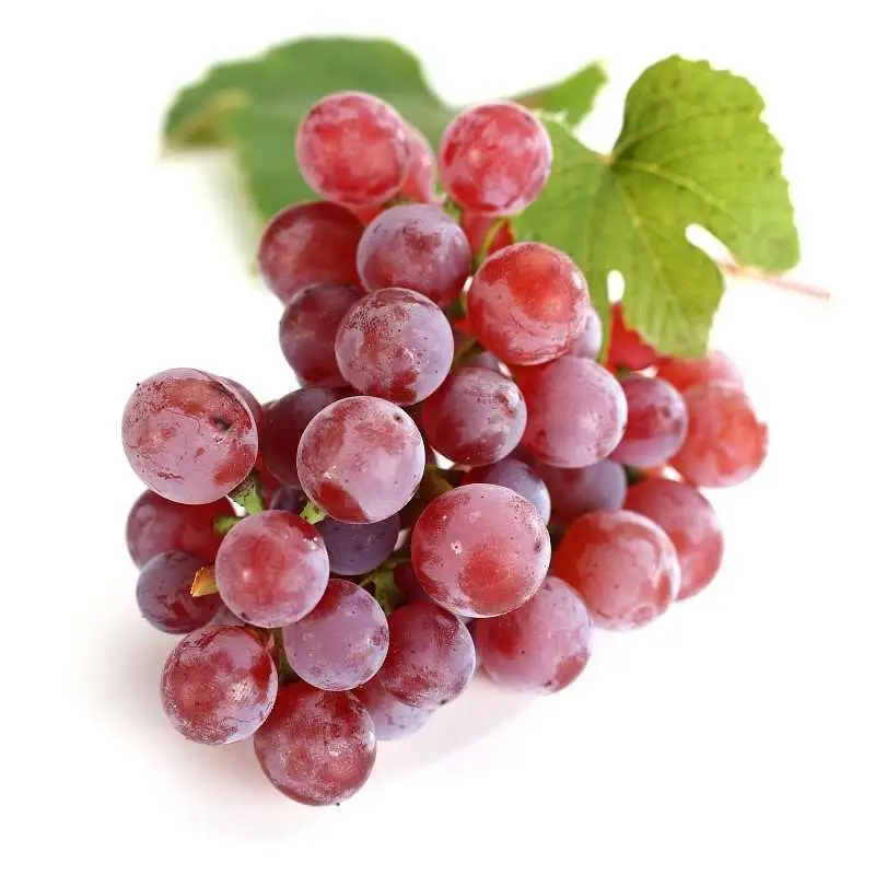 Varieties Seedless grapes fruit price sweet crop style storage cool packing fruit fresh grapes