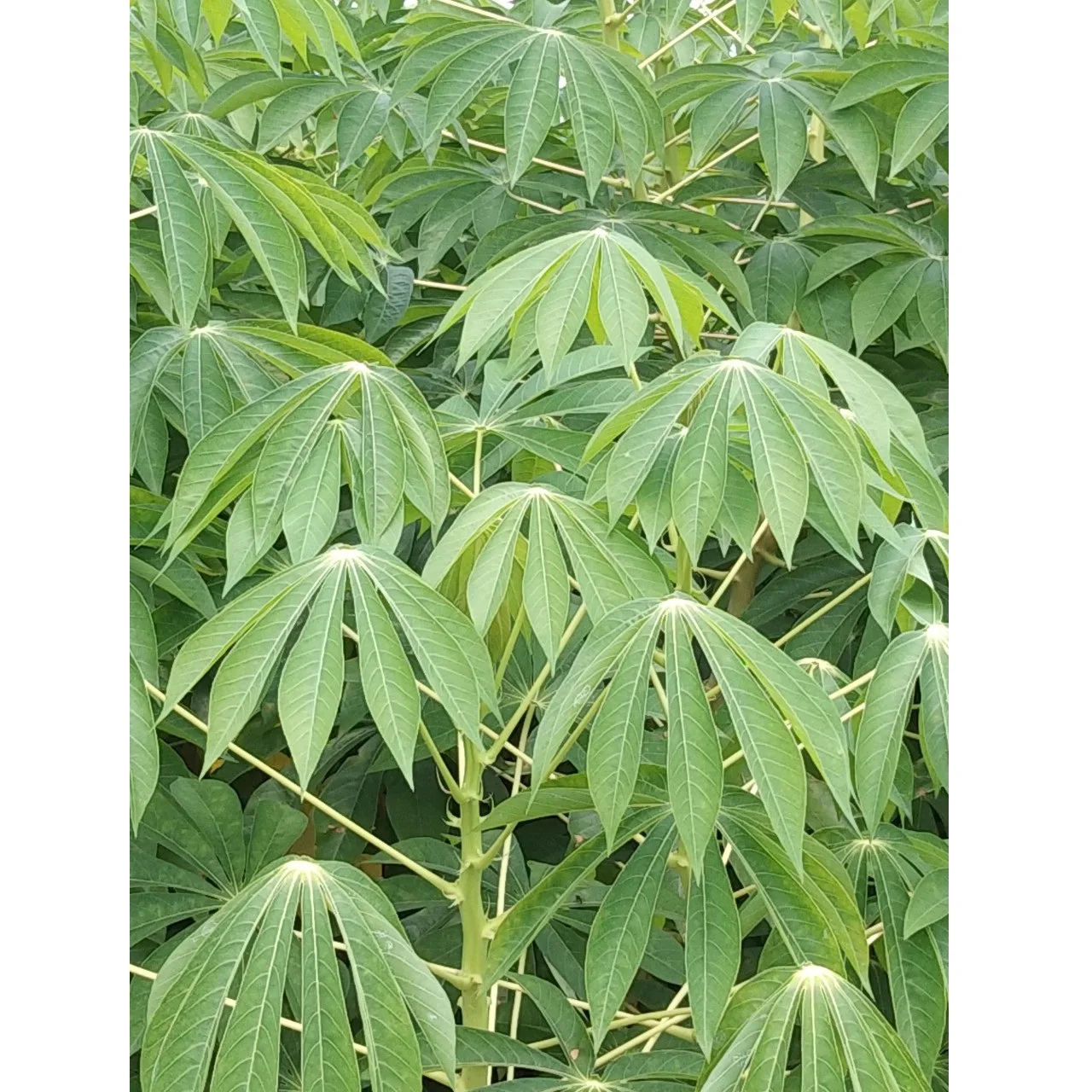 Best Production Quality Food Application Frozen Cassava Leaves In Green With Various Weight Order Made In Vietnam